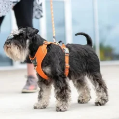 DOG Copenhagen Comfort Walk Pro hundesele