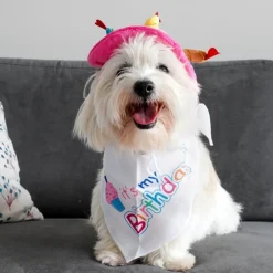 Fødselsdagshat til hunde | med lys