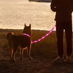 Hundesnor med LED-lys | Genopladelig