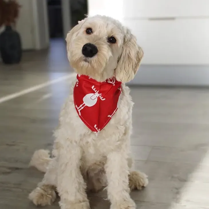 Julebandana med rensdyr