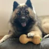 KONG Bamboo feeder dumbell
