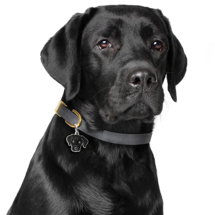 My Family | Hundetegn Labrador