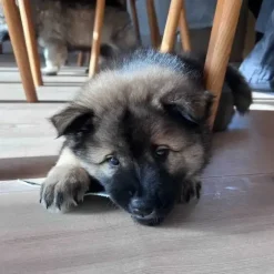 Njord Pet Oksestrimler |1 stk