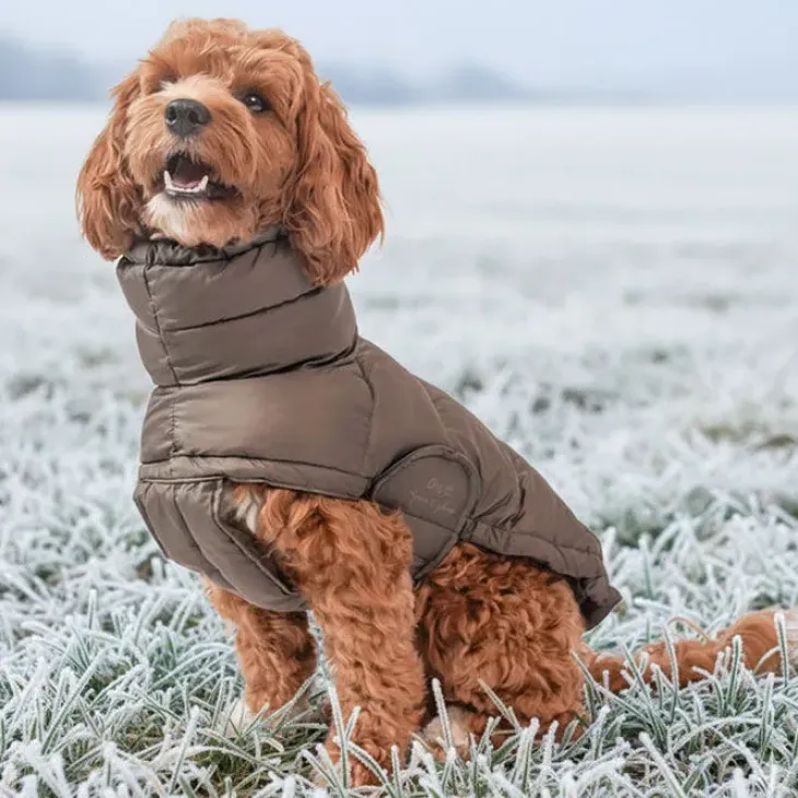 Ollipet Alpine Explorer Hundejakke
