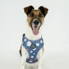 Ollipet City Lux Hundesele | Blue Marguerites | OUTLET