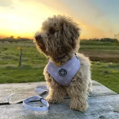 Ollipet City Lux Hundesele | Olli Paws/Dots | OUTLET