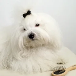 Ollipet Exclusive Tiny Miracle Brush