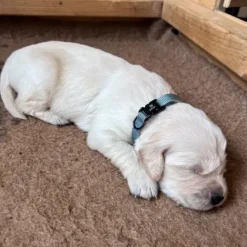 Ollipet For Wagging Tails | Halsbånd