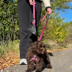 Ollipet For Wagging Tails | Hundesnor
