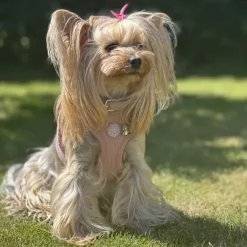 Ollipet For Wagging Tails | Velluto step-in sele