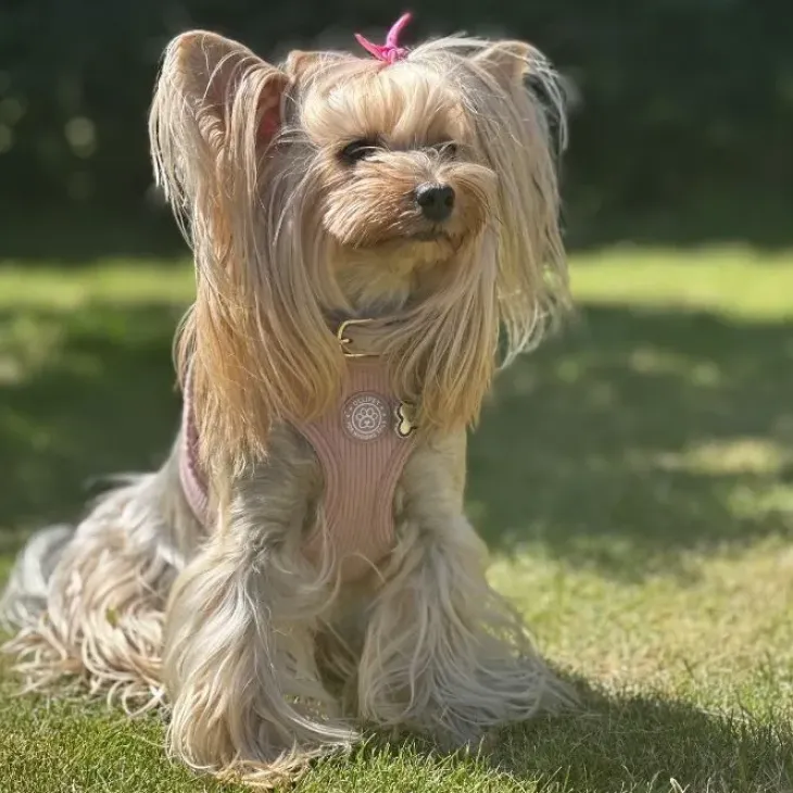 Ollipet For Wagging Tails | Velluto step-in sele