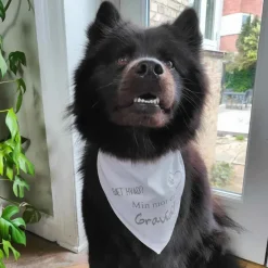 Ollipet "Gæt Hvad? Min mor er Gravid" Bandana