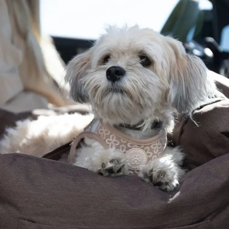 Ollipet Karma Deluxe Autokurv 2i1