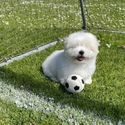 Ollipet Natur Latex Fodbold