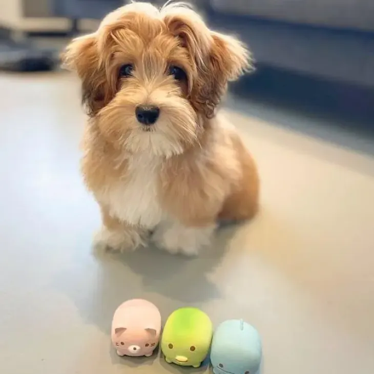 Ollipet NaturLatex Small Cute Animals