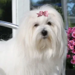 Ollipet Prikket Hundesløjfe