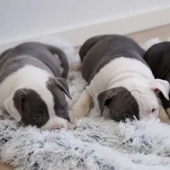 Ollipet Soft Cloud hundetæppe