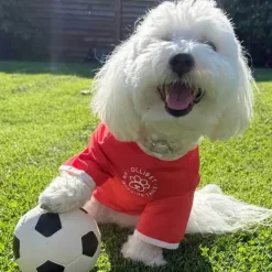 Ollipet Sports T-Shirt