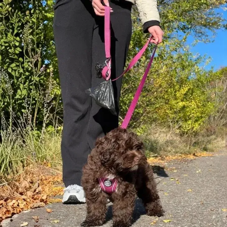 Pakketilbud | Ollipet For Wagging tails sele og snor