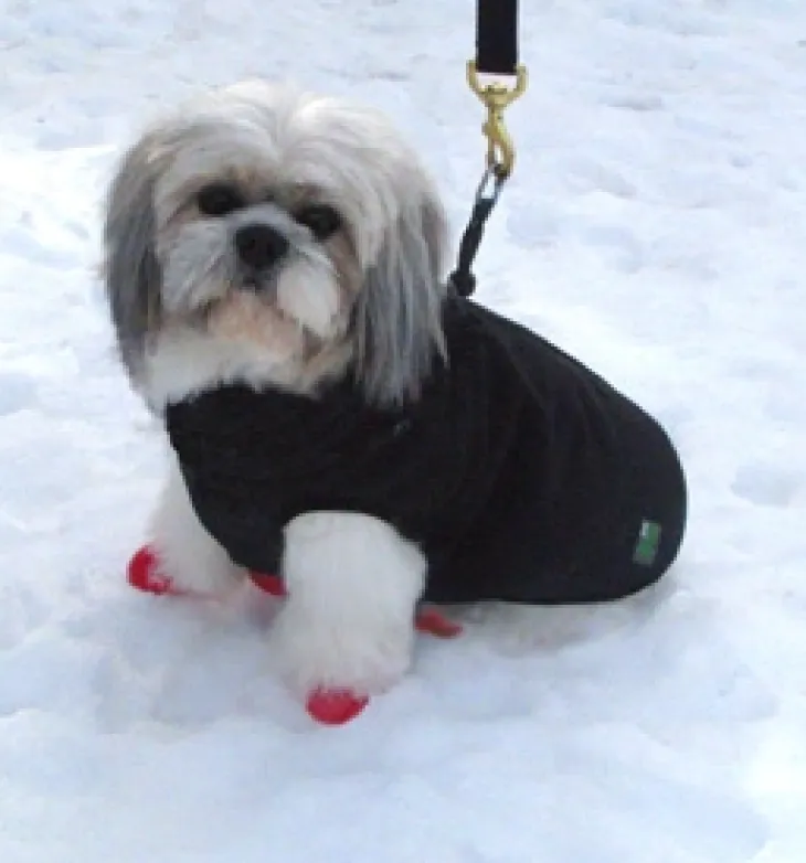 PawZ hundesko i gummi