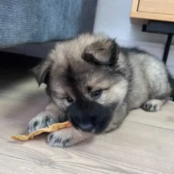Snack'it Kalveører