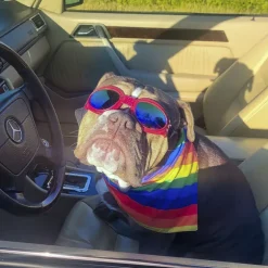 SportyDog hundesolbriller