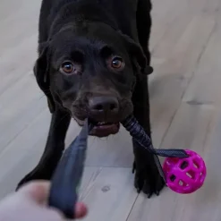 Trixie Bungee Tugger med bold